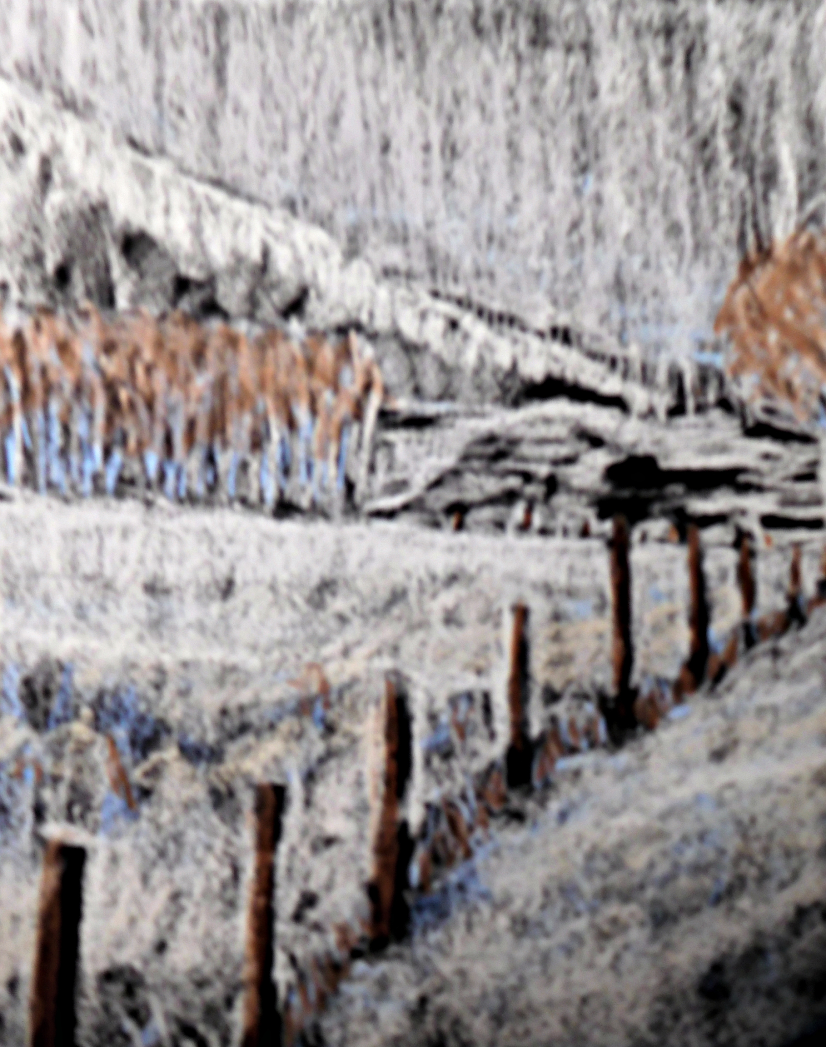 snow scene by cynthia uden